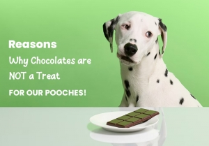 Why Chocolates are NOT a Treat for Our Pooches!